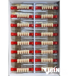 Răng nhựa tổng hợp - Synthetic Resin Teeth